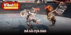 đá gà cựa dao