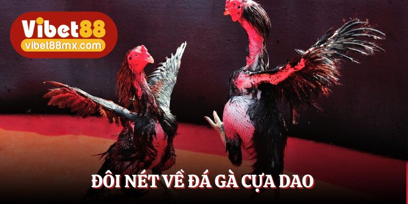 Đá gà cựa dao - Sân đấu kịch tính, hấp dẫn và uy tín