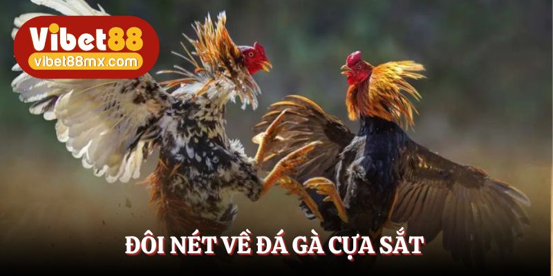 Đá gà cựa sắt - Hình thức cá cược thú vị, kịch tính