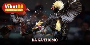 đá gà thomo
