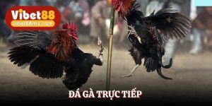 đá gà trực tiếp