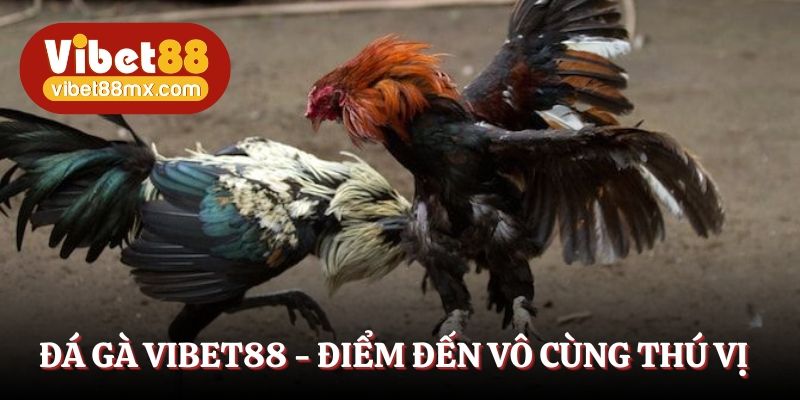 Đá gà Vibet88 - Điểm đến vô cùng thú vị