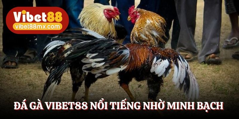 Đá gà Vibet88 nổi tiếng nhờ sự minh bạch