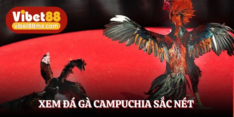 Kê thủ có thể xem đá gà Campuchia với đồ họa 4K sắc nét