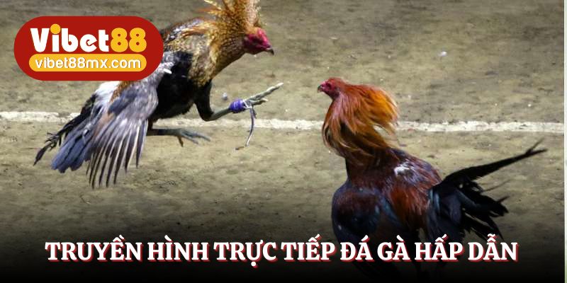 Truyền hình trực tiếp đá gà siêu hấp dẫn, chất lượng